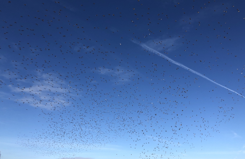 Sky full of birds